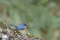 Beautiful bird (hill blue flycatcher) perching on log