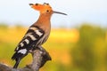 Beautiful bird hoopoe sitting on a branch on a sunny morning