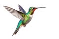 Beautiful bird hummingbird in flight on a white background. Generative AI Royalty Free Stock Photo