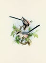 Beautiful bird illustration. Titmouse birds