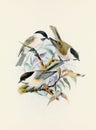 Beautiful bird illustration. Titmouse birds