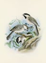 Beautiful bird illustration. Titmouse birds