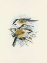 Beautiful bird illustration. Titmouse birds