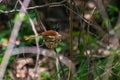 Beautiful Bird Indian Paradise Flycatcher or Asian Paradise Flycatcher