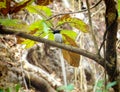 Beautiful Bird The Indian Paradise Flycatcher on Tree Branch