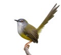 beautiful bird isolated on white background, yellow-bellied prinia Royalty Free Stock Photo