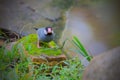 Beautiful bird, Java sparrow