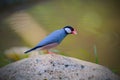 Beautiful bird, Java sparrow