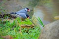 Beautiful bird, Java sparrow