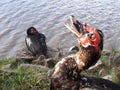 duck with puzzling look