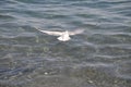 The beautiful bird Larus ridibundus Black-headed Gull in the natural environment Royalty Free Stock Photo