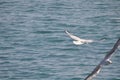 The beautiful bird Larus ridibundus Black-headed Gull in the natural environment Royalty Free Stock Photo