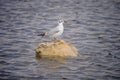 The beautiful bird Larus ridibundus Black-headed Gull in the natural environment Royalty Free Stock Photo