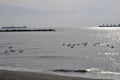 The beautiful bird Larus ridibundus Black-headed Gull in the natural environment Royalty Free Stock Photo