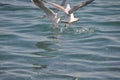 The beautiful bird Larus ridibundus Black-headed Gull in the natural environment Royalty Free Stock Photo