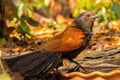 Beautiful bird Lesser coucal or crow pheasant Centropus sinensis drink water on branch in Doi Inthanon Natural Park, Chiangmai ,