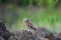 Beautiful bird Little owl in natural habitat Athene noctua Royalty Free Stock Photo