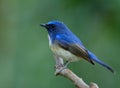 Bird lonely perching on the branch over blur green environment in the nature, Hainan blue flycatcher Cyornis hainanus Royalty Free Stock Photo