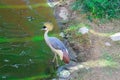 a beautiful bird looking amazing while going to water Royalty Free Stock Photo