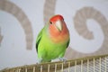 Beautiful bird, Lovebird, standing over his cage Royalty Free Stock Photo