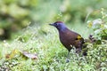 Beautiful bird Malayan Laughing-thrush is looking for foods.