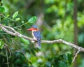 Beautiful bird, male Banded Kingfisher on green background(Lac