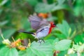 Crimson Sunbird Aethopyga siparaja Royalty Free Stock Photo