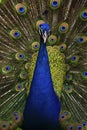 Beautiful bird male Indian peacock, Pavo cristatus, showing its feathers, with open tail