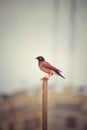 Beautiful bird Mynah sitting in the pole Royalty Free Stock Photo