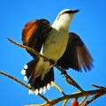 Beautiful bird in nature Royalty Free Stock Photo
