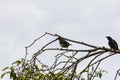 Beautiful bird in nature