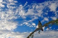 Beautiful bird in the nature forest habitat with blue sky and clouds. Detail of shiny glossy bird. Magnificent Hummingbird, Eugene