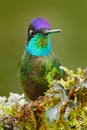 Beautiful bird in the nature forest habitat. Detail of shiny glossy bird. Magnificent Hummingbird, Eugenes fulgens, nice bird on Royalty Free Stock Photo