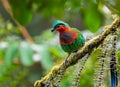 Beautiful bird in nature tropic habitat Resplendent Quetzal Pharomachrus mocinno Savegre. Generative AI