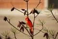 Beautiful bird Northern Cardinal sitting on pine tree branch. Royalty Free Stock Photo