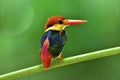 Beautiful bird, Oriental Dwarf or Black-backed Kingfisher perching on wood branch over blur green bokeh background Royalty Free Stock Photo