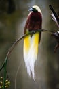 Beautiful bird of paradise