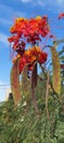 Beautiful  Bird of Paradise Bush Blooming Flower Blossoms  Dangling  Bean Pods Cluster  Skyscape Nature Scene Foliage Photography Royalty Free Stock Photo
