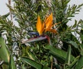 Beautiful bird of paradise flower in bloom Royalty Free Stock Photo