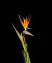 beautiful bird of paradise flower closeup black background Royalty Free Stock Photo