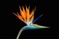 Beautiful bird of paradise flower closeup black background Royalty Free Stock Photo