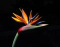 Beautiful bird of paradise flower closeup on black background Royalty Free Stock Photo