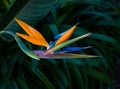 Beautiful bird of paradise flower closeup in a garden Royalty Free Stock Photo