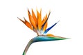 Beautiful bird of paradise flower closeup white background Royalty Free Stock Photo