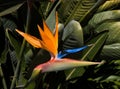 Beautiful bird of paradise flower green leaves background Royalty Free Stock Photo