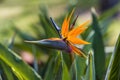 Beautiful Bird of Paradise flower isolated in green background, Puerto De La Cruz, Tenerife Royalty Free Stock Photo