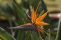 Beautiful Bird of Paradise flower isolated in green background, Puerto De La Cruz, Tenerife Royalty Free Stock Photo