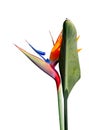 Beautiful bird of paradise flower and leaf white background Royalty Free Stock Photo