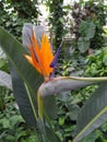 Beautiful Bird of Paradise flower orange Strelitzia reginae isolated in green background, Royalty Free Stock Photo