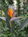 Beautiful Bird of Paradise flower orange Strelitzia reginae isolated in green background, Royalty Free Stock Photo